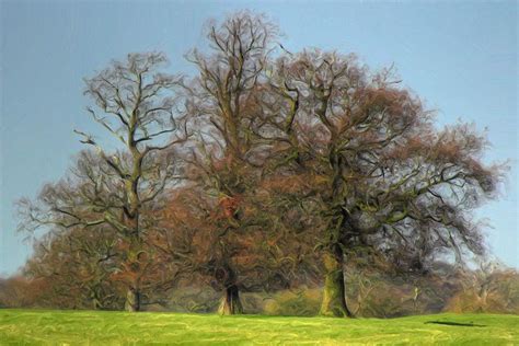 Three Trees Photograph By Colin Bailey Fine Art America
