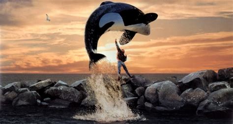 Find the perfect free willy keiko stock photo. Keiko(FREE WILLY STORY) | Puterablog