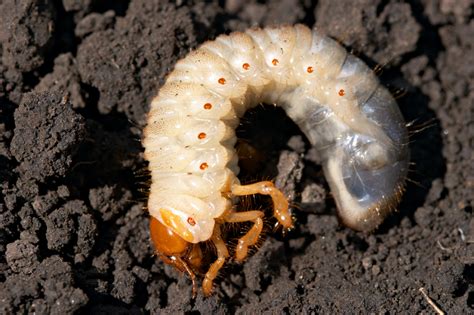 While there are several different kinds of white maggots and grubs you might find in your compost heap or barrel. White Grubs - OB Lawn Care