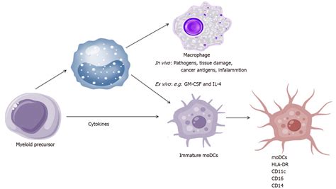 Modulation Of The Immune Response By Heterogeneous Monocytes And