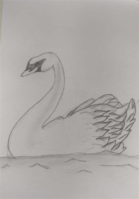 Swan Pencil Sketch Drawings Abstract Artwork Artwork