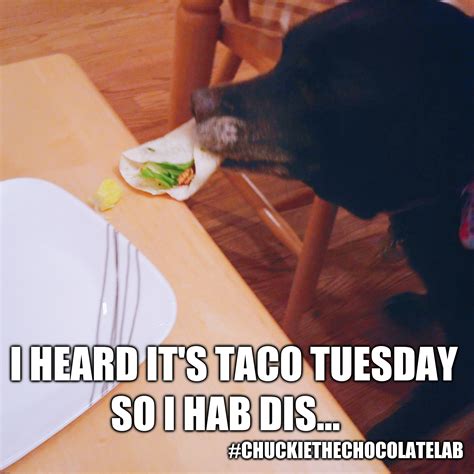 Taco Tuesday Imgflip
