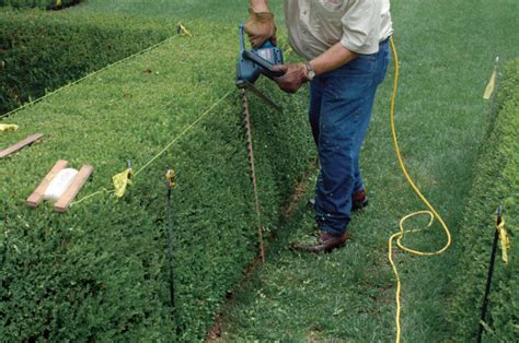 Trimming A Hedge Finegardening