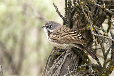 Songbird Survey In Eastern Washington Audubon Washington