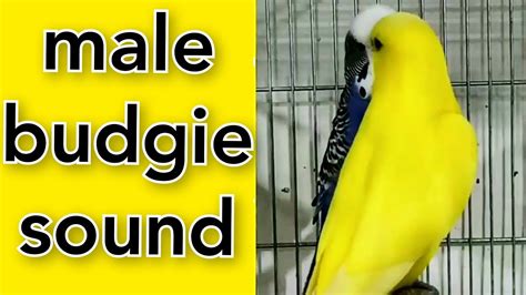 Male Budgie Soundbudgie Mating Soundlove Birds Mating Soundbudgies
