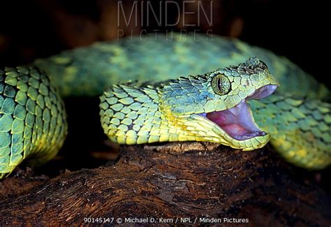 African Bush Viper Stock Photo Minden Pictures