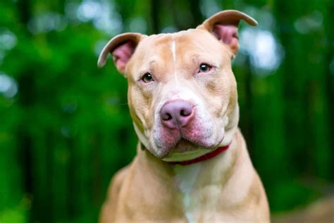 Shar Pei Pitbull Mix Pit Pei Breed Info Pictures And Facts