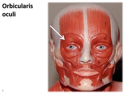 Orbicularis oculi, small model - Muscles of the Upper Extr… | Flickr