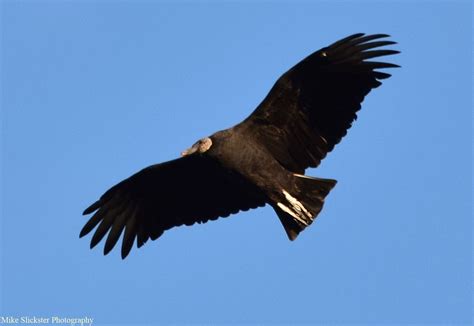 A Large Black Bird Flying In The Sky