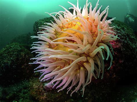 Underwater Flower Photograph By Nw Dive Girl Pamela Treischel