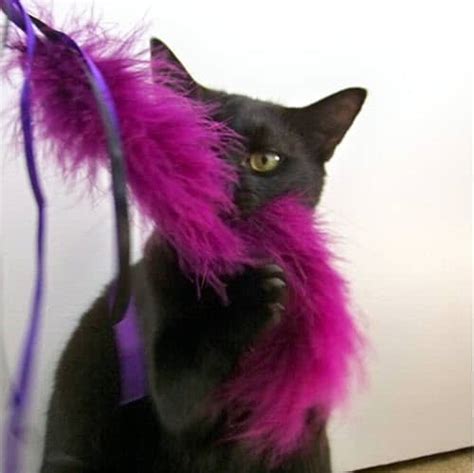 How To Make A Feather Wand Cat Toy Homestead And Survival