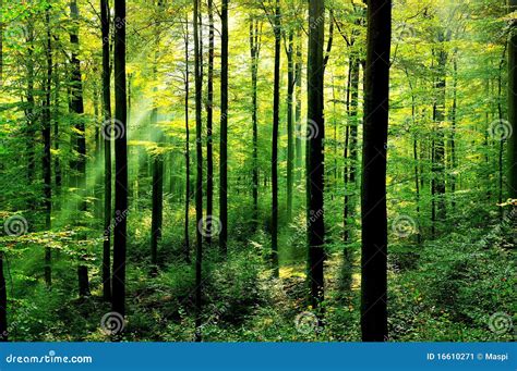 Fresh Green Forest Stock Image Image Of Fresh Landscape 16610271