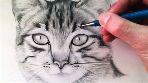 How To Draw A Cat Cat Drawing Tutorial Cat Face Drawing Realistic