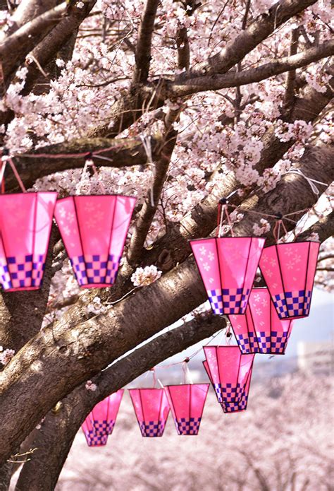 All You Need To Know About Sakura The Japanese Cherry