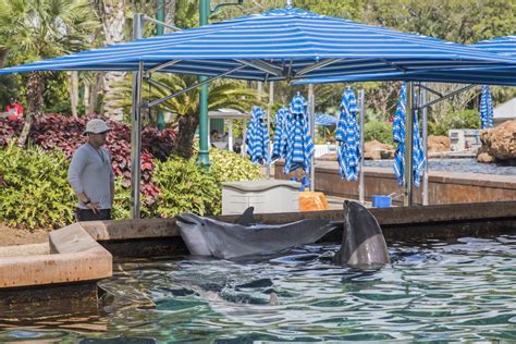 Seaworld Dolphin Pool Williams Company