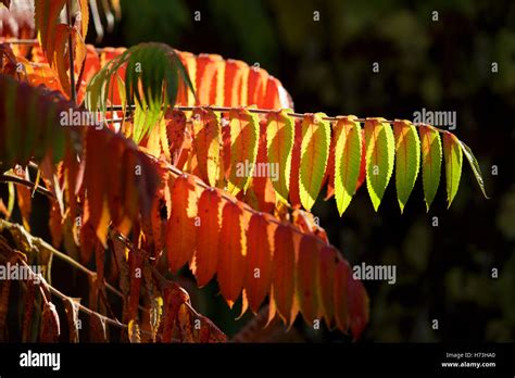 A Sumac Shrub In Worcestershire Uk Stock Photo Alamy