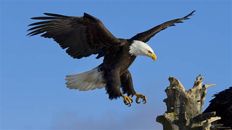 Free Download Download Eagle Hd Wallpaperfree Wallpaper 1920x1080 For