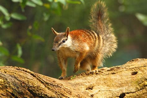 Scientists Sequence Genome Of Numbat Scinews