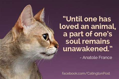 Until One Has Loved An Animal A Part Of Ones Sould Remains Unawakened
