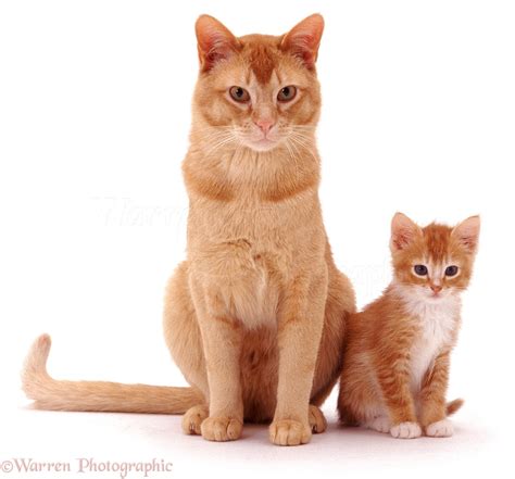 32 Populer Father Cat And Kitten