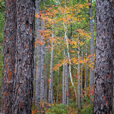 Colorful Birch Tree Among The Pines Of The Croatan Forest Photograph By