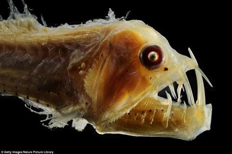 The Worlds Strangest Sea Creatures Revealed Daily Mail Online