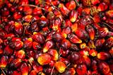 Pictures of Oil Palm Or Palm Oil