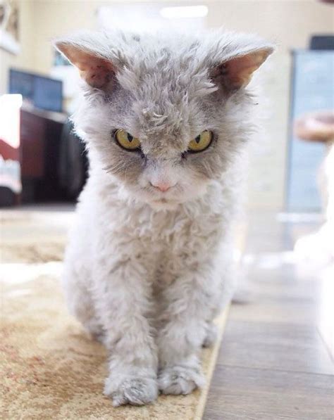 A Beautiful Scowling Curly Haired Cat With Images Cats Curly