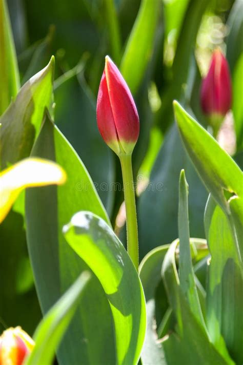 Red Tulip Bud Stock Photo Image Of Garden Flora Beautiful 90254616