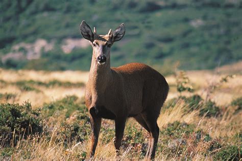 Check spelling or type a new query. Patagonian Wildlife - Latin Routes