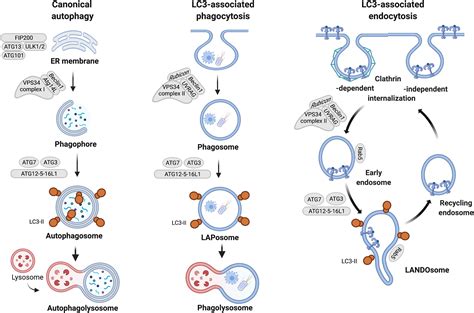 Lc3 Associated Endocytosis And The Functions Of Rubicon And Atg16l1