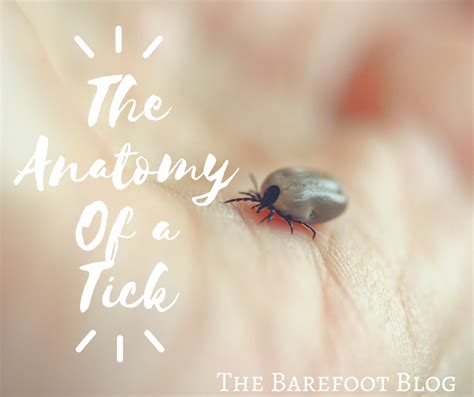 The Anatomy Of A Tick Kaitlin Garrison
