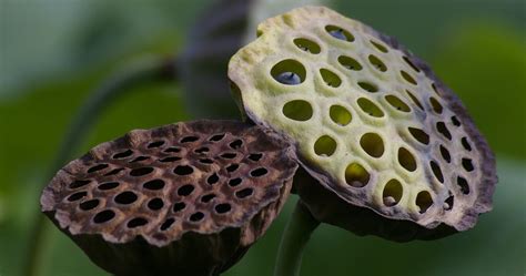 Trypophobia Is A Fear Of Holes And You Probably Have It