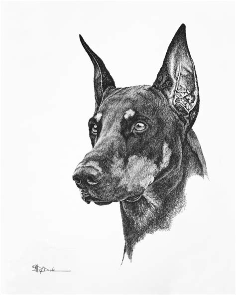 Doberman Trial Show Dog With A Long Ear Cutdobe Drawing By Mary Dove