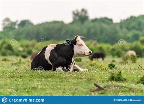 Black And White Cow Lying In The Green Grass Stock Photo Image Of