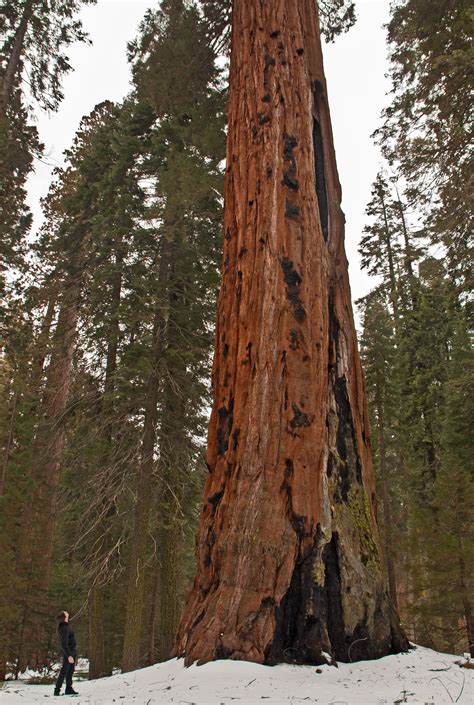 Sequoia National Park | Sequoia national park, Sequoia national park camping, Sequoia national ...