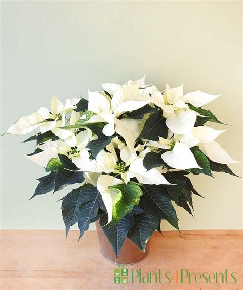 Send An Unusual White Poinsettia Plant As A T Quality