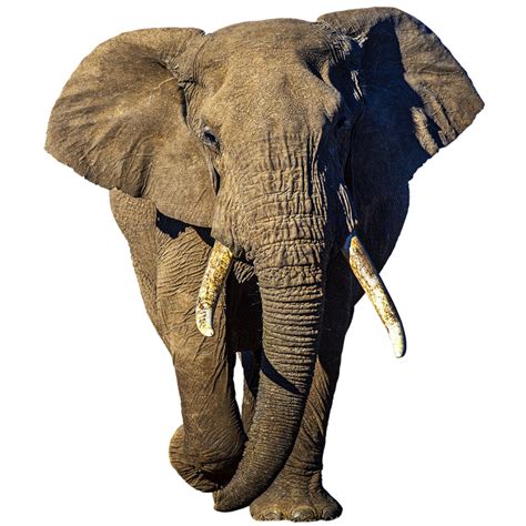 Easily make the background of your image transparent for free. Elephant Walking Transparent Background ~ Free Png Images