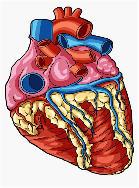 Transparent Human Body Png Transparent Heart Human Body Parts Png