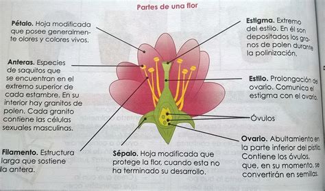 Partes De Una Flor Proyectos De Ciencia De La Escuela Partes De La Flor