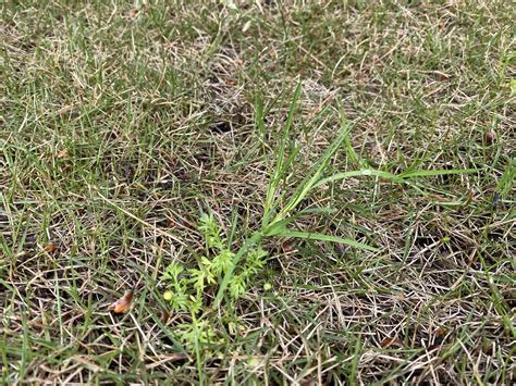 Assistance With Weed Identification Lawncare