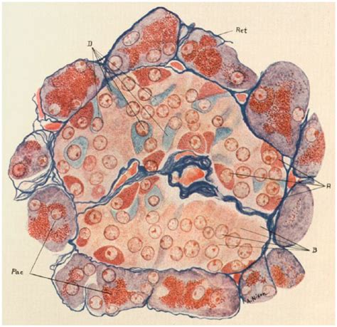 Acinar Cells And Islets Of Langerhans