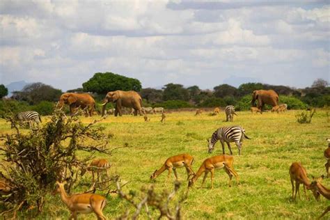 What Is Kenya Famous For Top 20 Popular Places And Things In Kenya