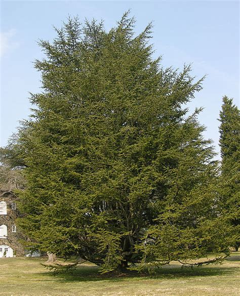 Cedar Tree Pictures Facts On Cedar Trees