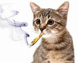 Medical Marijuana For Cats Photos