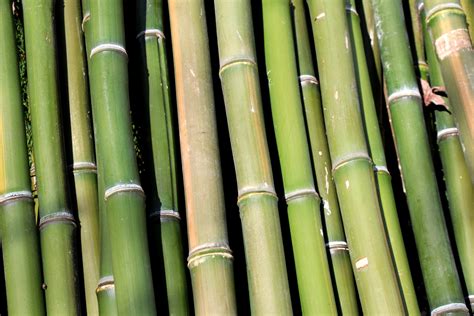 Green Bamboo Free Stock Photo Public Domain Pictures