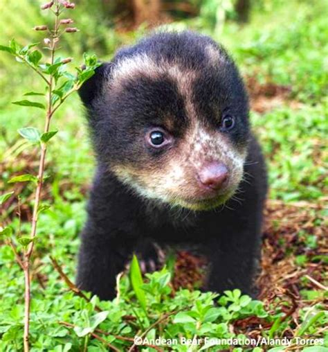 Brilbeertje Bears Spectacled Bear Cute Baby Animals Scary Animals