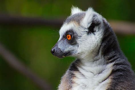 Lemur Monkey African Travel Wildlife Safari Victoria Falls