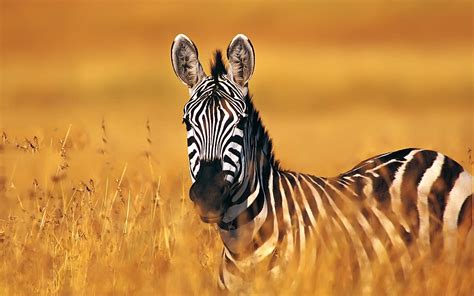 A Beautiful Zebra In The Yellowed Field
