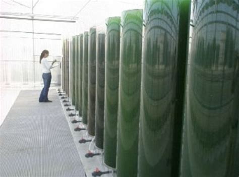 How To Farming Algae Farming Mania